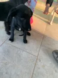 Pretinhos