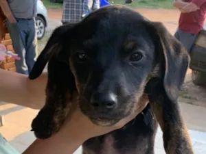 Cachorro raça SRD-ViraLata idade Abaixo de 2 meses nome Pretinhos