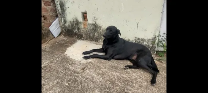 Cachorro raça SRD-ViraLata idade 1 ano nome negão 