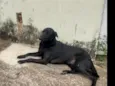 negão 