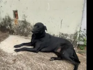 Cachorro raça SRD-ViraLata idade 1 ano nome negão 