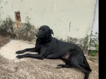 Cachorro raça SRD-ViraLata idade 1 ano nome negão 