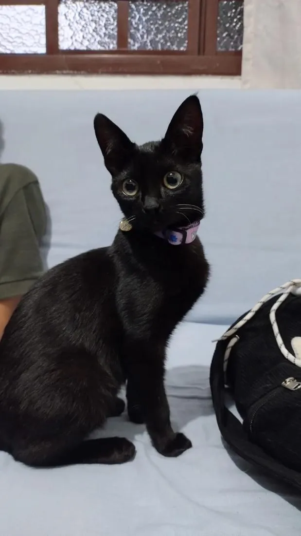 Gato raça SRD-ViraLata idade 7 a 11 meses nome Ametista