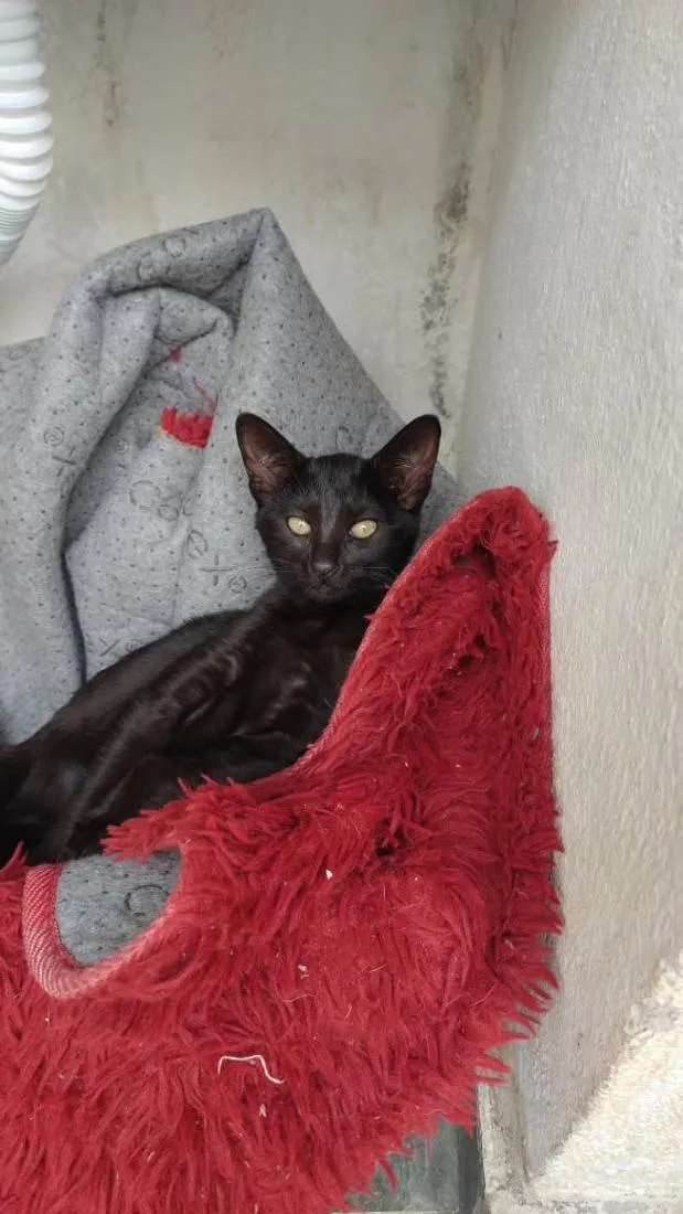 Gato raça SRD-ViraLata idade 2 a 6 meses nome Nina