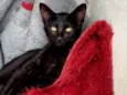 Nina