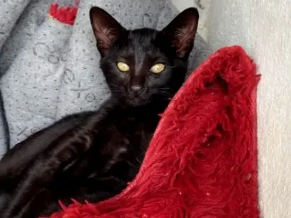 Gato raça SRD-ViraLata idade 2 a 6 meses nome Nina