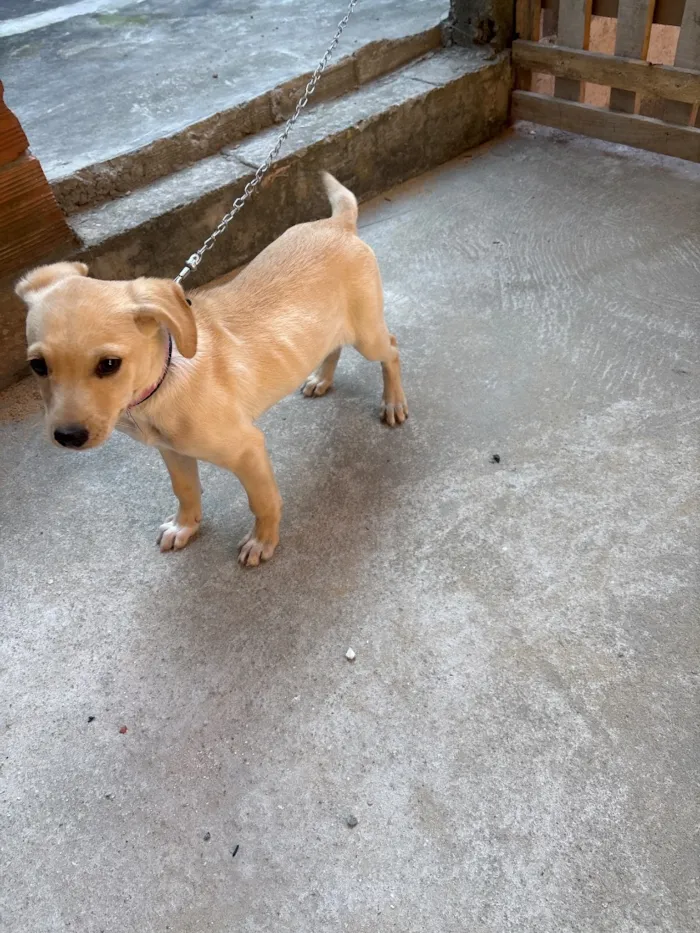 Cachorro raça SRD-ViraLata idade 2 a 6 meses nome Mel 