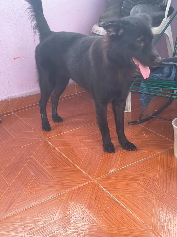 Cachorro raça SRD-ViraLata idade 3 anos nome pelina 