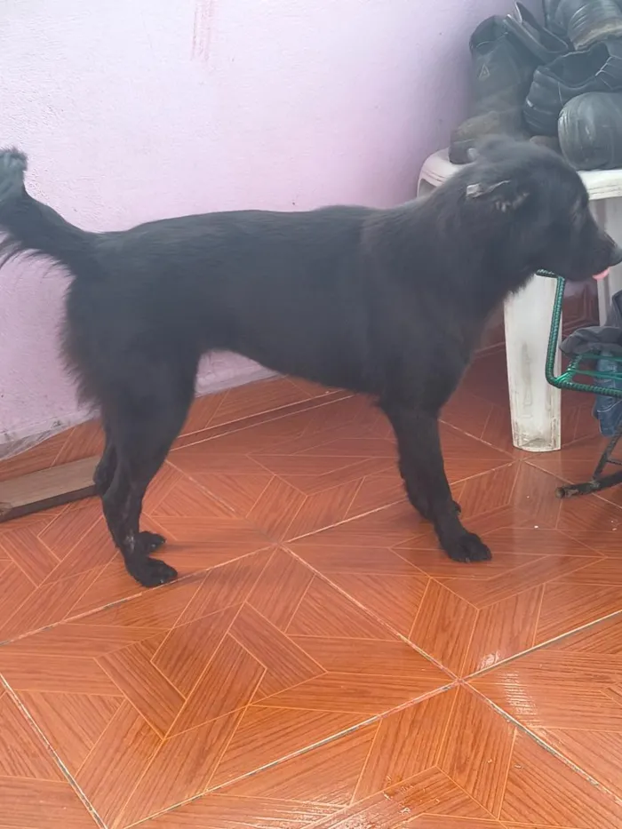 Cachorro raça SRD-ViraLata idade 3 anos nome pelina 