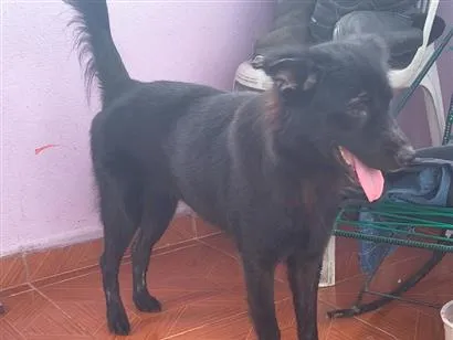 Cachorro raça SRD-ViraLata idade 3 anos nome pelina 