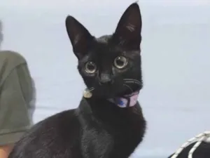 Gato raça SRD-ViraLata idade 7 a 11 meses nome Ametista