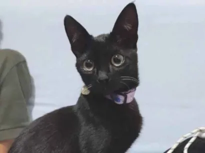 Gato raça SRD-ViraLata idade 7 a 11 meses nome Ametista