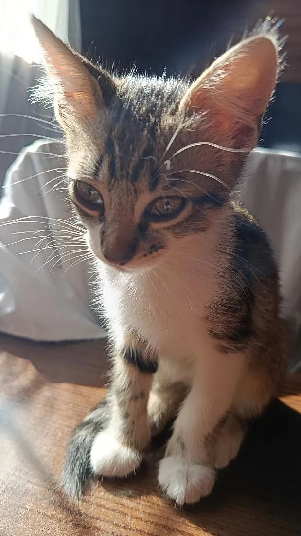 Gato raça SRD-ViraLata idade 2 a 6 meses nome sem nome 