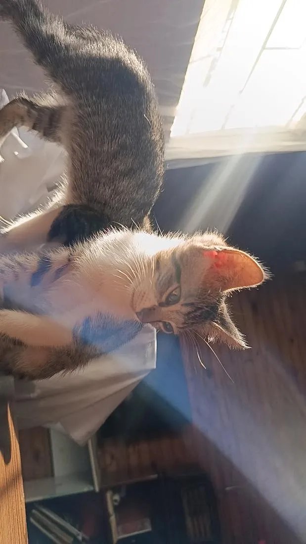 Gato raça SRD-ViraLata idade 2 a 6 meses nome sem nome 