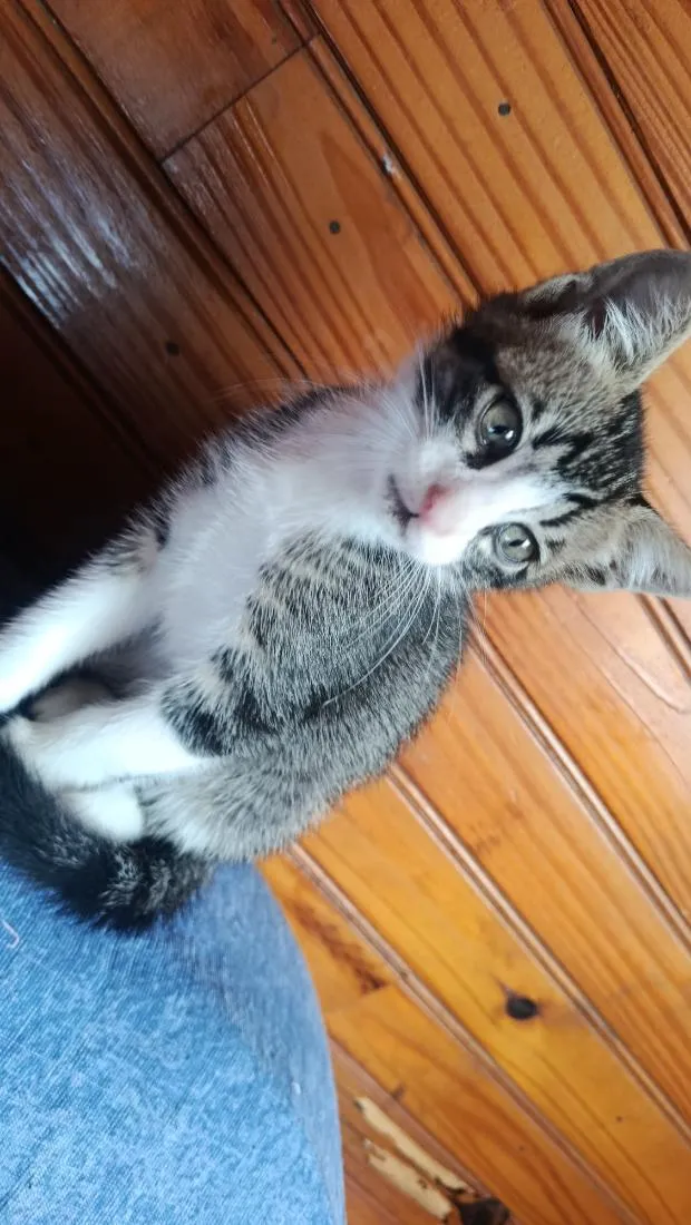 Gato raça SRD-ViraLata idade 2 a 6 meses nome sem nome 