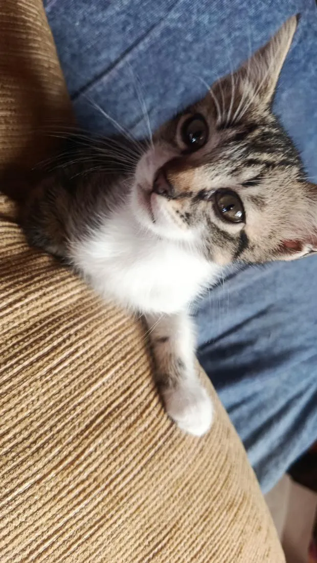 Gato raça SRD-ViraLata idade 2 a 6 meses nome sem nome 