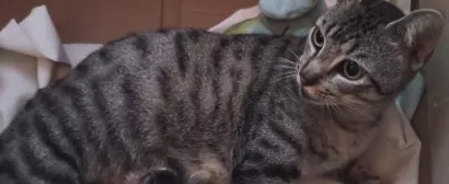 Gato raça SRD-ViraLata idade 2 anos nome sem nome 