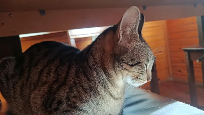 Gato raça SRD-ViraLata idade 2 anos nome sem nome 
