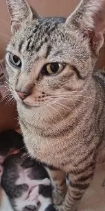 Gato raça SRD-ViraLata idade 2 anos nome sem nome 
