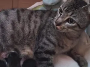 Gato raça SRD-ViraLata idade 2 anos nome sem nome 