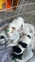 docinho