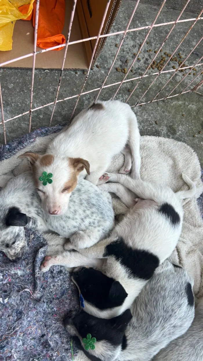 Cachorro raça SRD-ViraLata idade 2 a 6 meses nome docinho