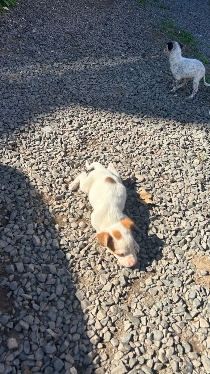 Cachorro raça SRD-ViraLata idade 2 a 6 meses nome docinho