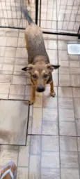 Dorinha 