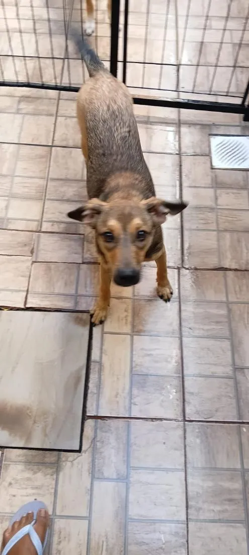 Cachorro raça SRD-ViraLata idade 7 a 11 meses nome Dorinha 