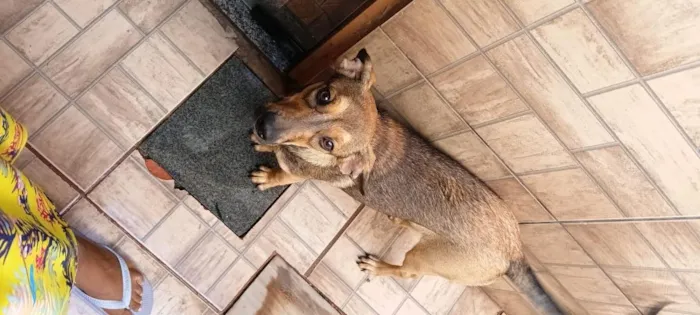 Cachorro raça SRD-ViraLata idade 7 a 11 meses nome Dorinha 