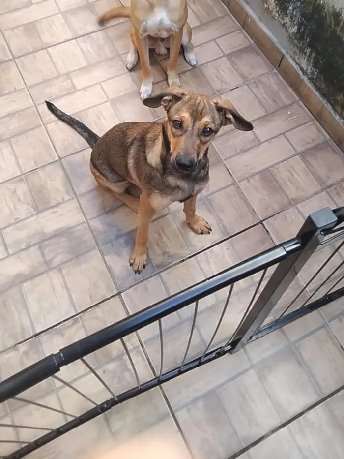 Cachorro raça SRD-ViraLata idade 7 a 11 meses nome Dorinha 