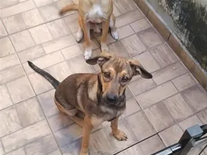 Cachorro raça SRD-ViraLata idade 7 a 11 meses nome Dorinha 