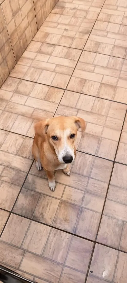 Cachorro raça SRD-ViraLata idade 7 a 11 meses nome Rauf
