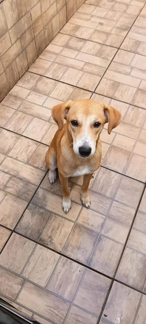 Cachorro raça SRD-ViraLata idade 7 a 11 meses nome Rauf