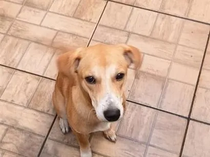 Cachorro raça SRD-ViraLata idade 7 a 11 meses nome Rauf