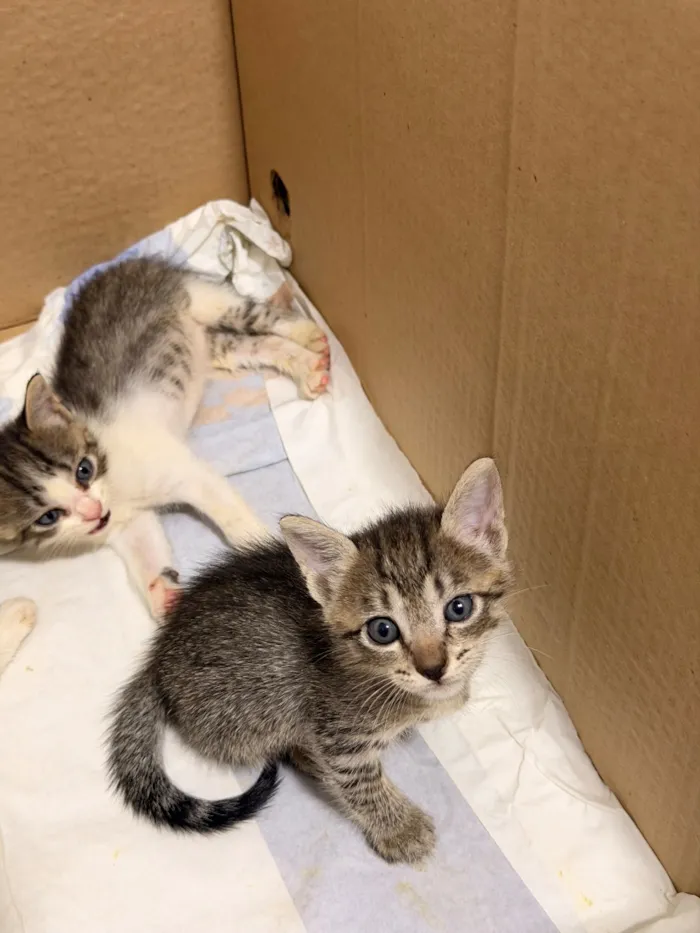 Gato raça SRD-ViraLata idade Abaixo de 2 meses nome Sem nome!!