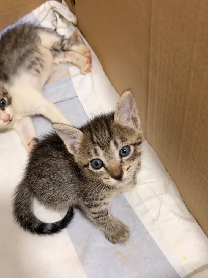 Gato raça SRD-ViraLata idade Abaixo de 2 meses nome Sem nome!!
