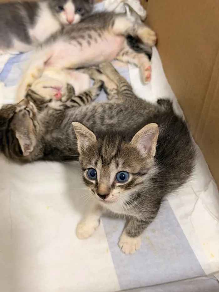 Gato raça SRD-ViraLata idade Abaixo de 2 meses nome Sem nome!!