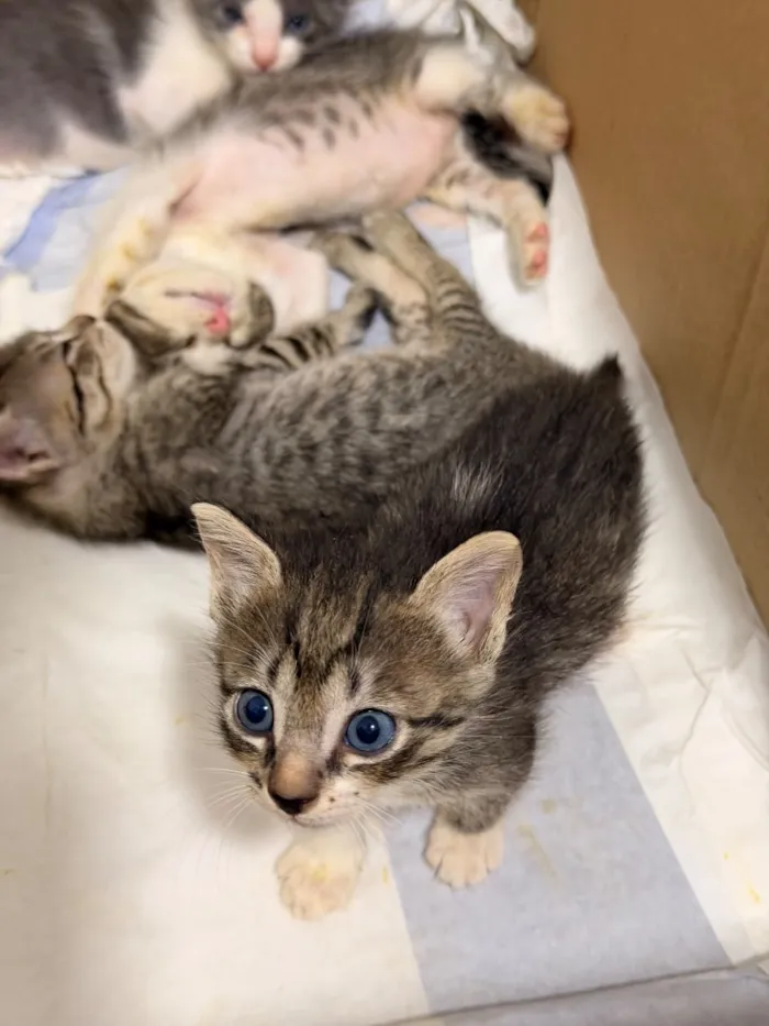 Gato raça SRD-ViraLata idade Abaixo de 2 meses nome Sem nome!!