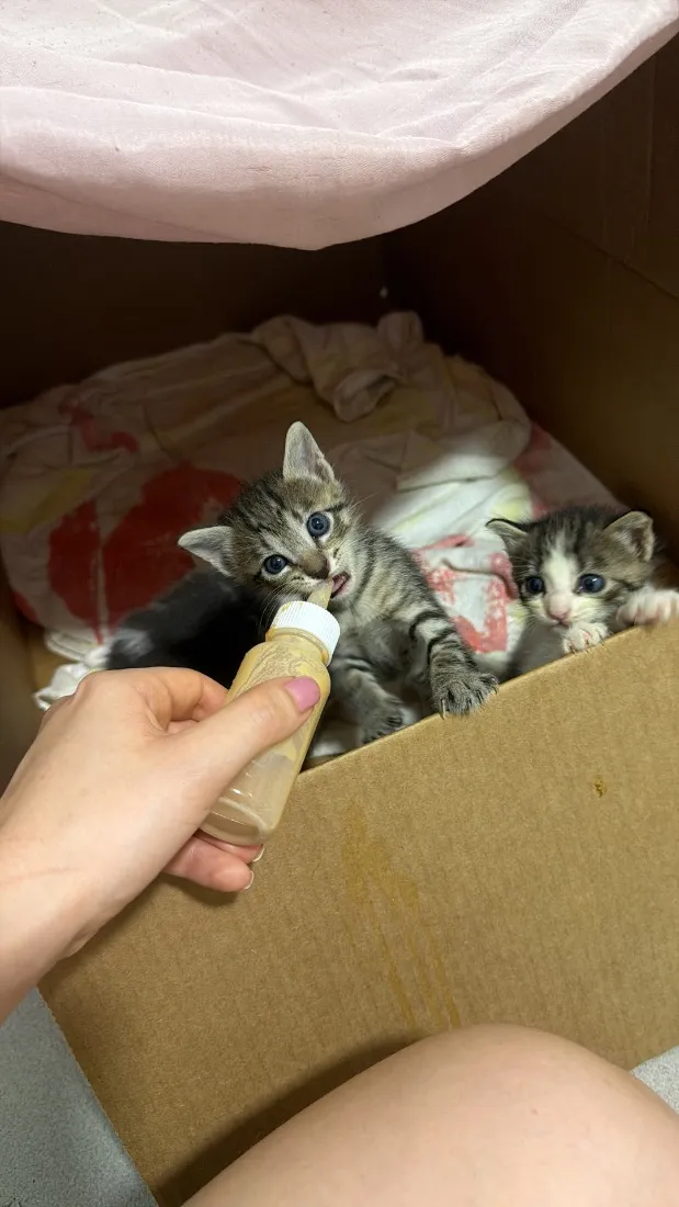 Gato raça SRD-ViraLata idade Abaixo de 2 meses nome Sem nome!!