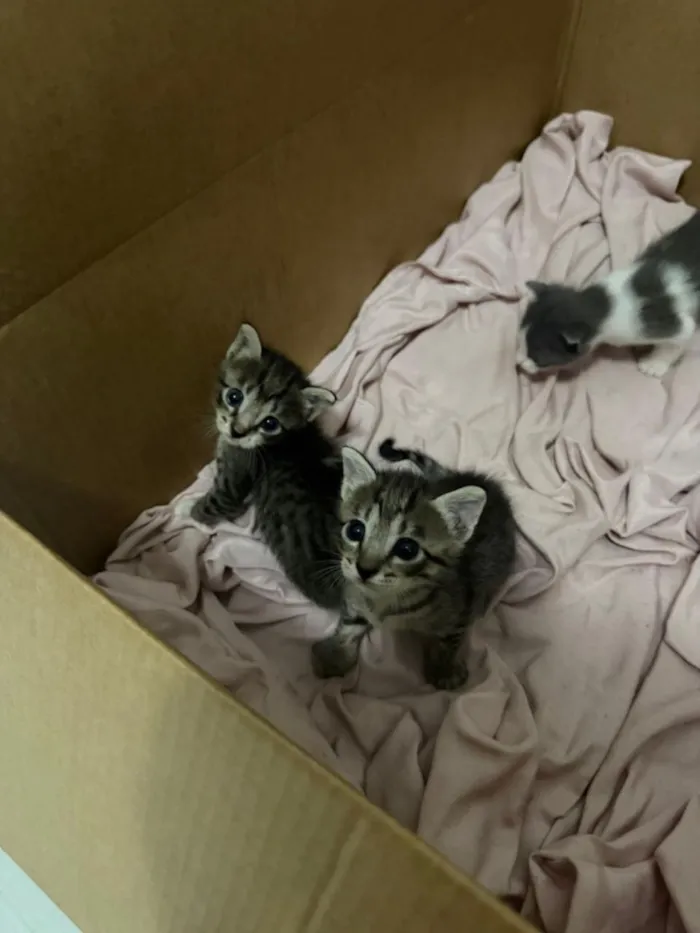 Gato raça SRD-ViraLata idade Abaixo de 2 meses nome Sem nome!!