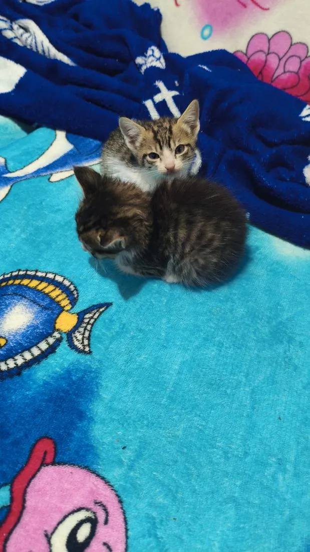 Gato raça SRD-ViraLata idade 2 a 6 meses nome toco