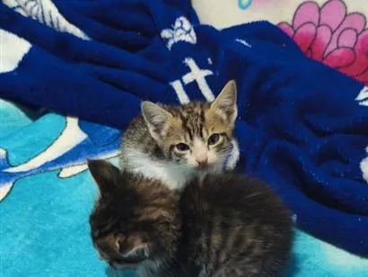 Gato raça SRD-ViraLata idade 2 a 6 meses nome toco