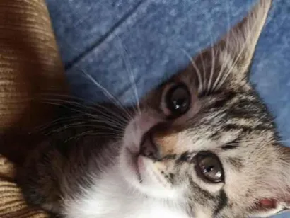 Gato raça SRD-ViraLata idade 2 a 6 meses nome sem nome 