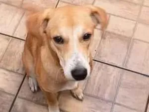 Cachorro raça SRD-ViraLata idade 7 a 11 meses nome Rauf