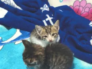 Gato raça SRD-ViraLata idade 2 a 6 meses nome toco