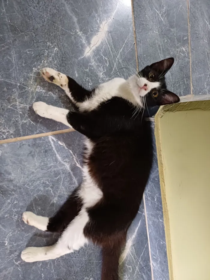 Gato raça SRD-ViraLata idade 7 a 11 meses nome Júlia