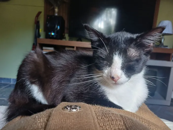 Gato raça SRD-ViraLata idade 7 a 11 meses nome Júlia