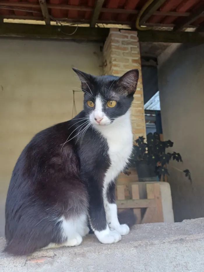 Gato raça SRD-ViraLata idade 7 a 11 meses nome Júlia