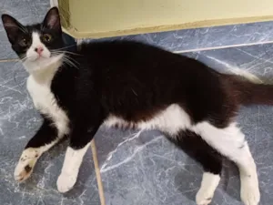 Gato raça SRD-ViraLata idade 7 a 11 meses nome Júlia